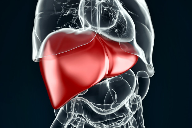 Healthy Liver